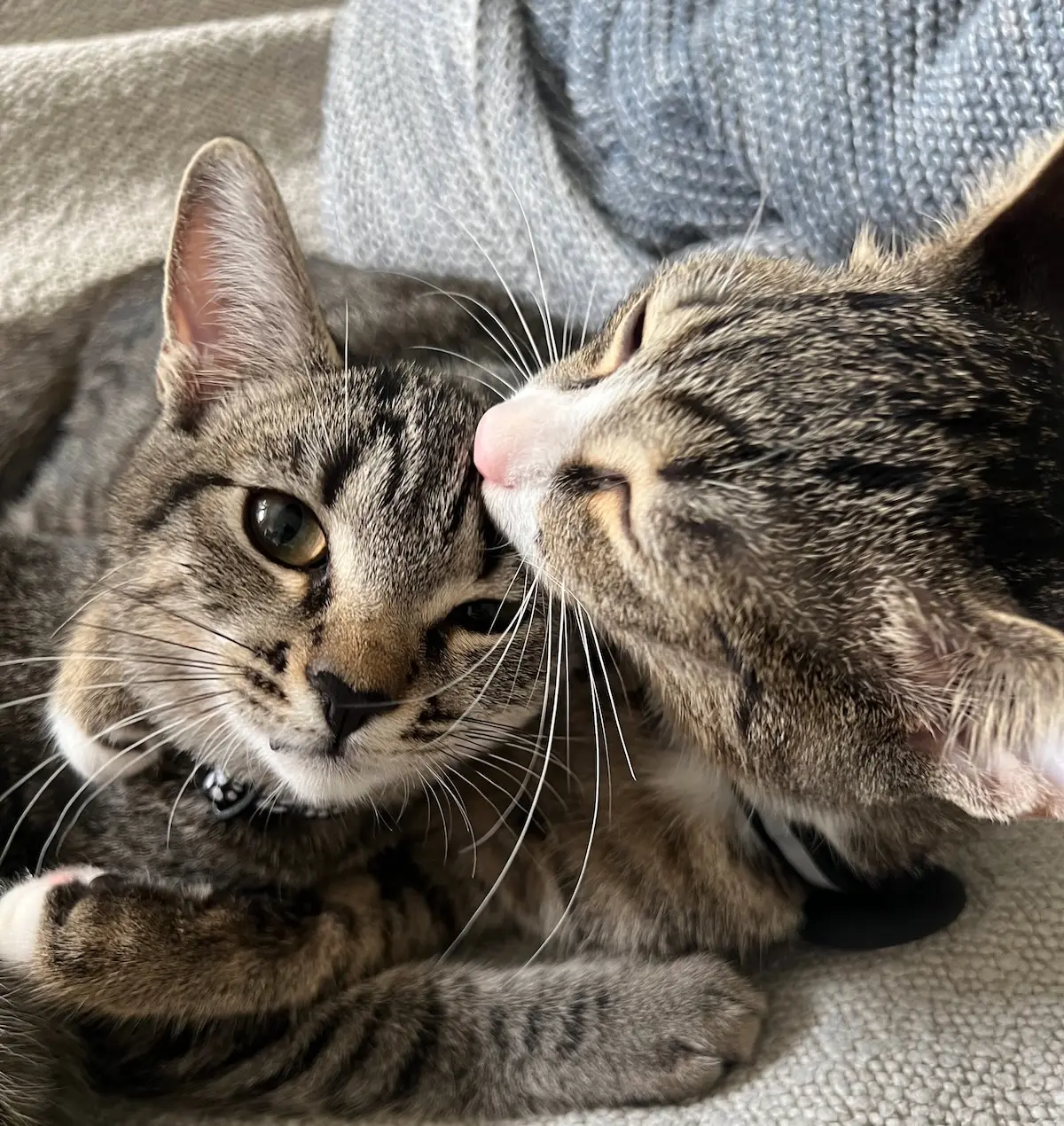 Katze und Kater die kuscheln