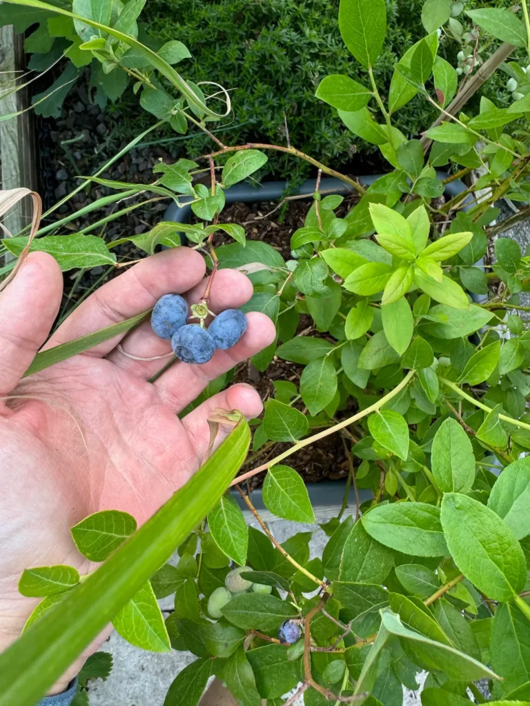 Eine Hand die gerade Blaubeeren pflückt.