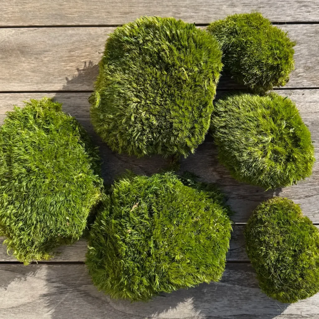 Konserviertes Kugelmoos liegt auf einem Holztisch.