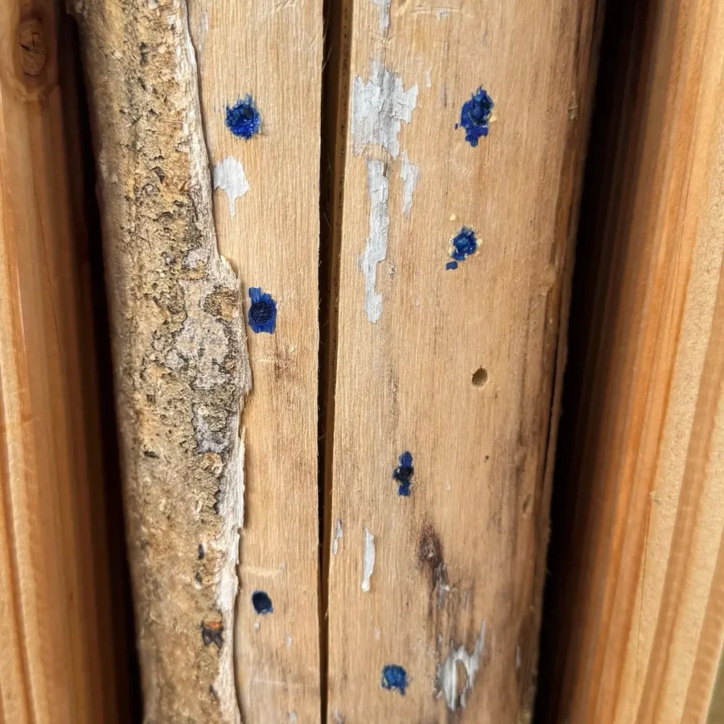 Nahaufnahme blau markierte Nistgänge in einem Holzstamm.